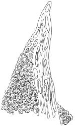 Barbula calycina, leaf apex, lateral abaxial view. Drawn from W. Martin 439.15, CHR 568362.
 Image: R.D. Seppelt © R.D.Seppelt All rights reserved